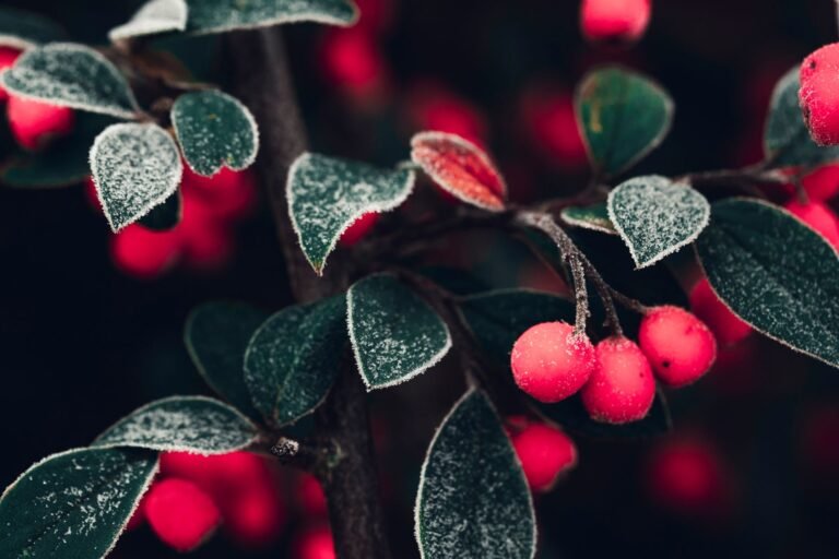 Close-up of frosted red berries on an evergreen branch, showcasing winter's natural beauty.